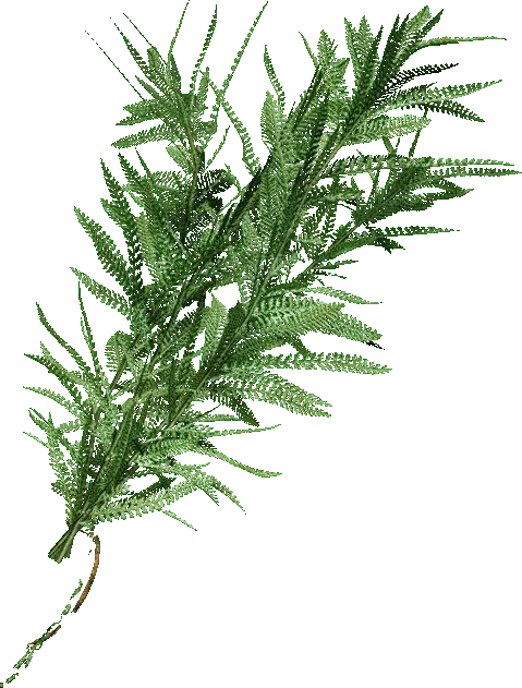 A green herb item from the Resident Evil 4 remake, the base healing item used in crafting mixed herbs.
